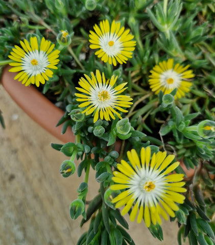 Delosperma cooperi 'Sherbert Lemon