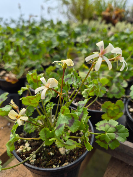 Pelargonium tabulare