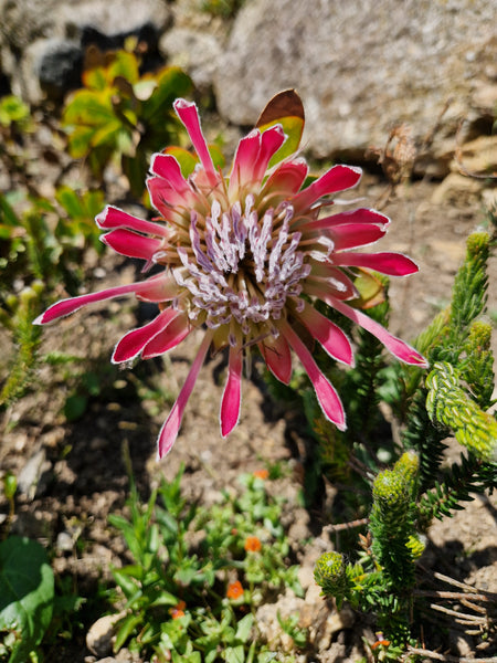 Protea compacta