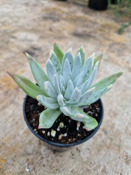 Dudleya brittonii