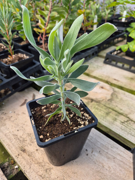 Leucospermum cordifolium 'Orange form'