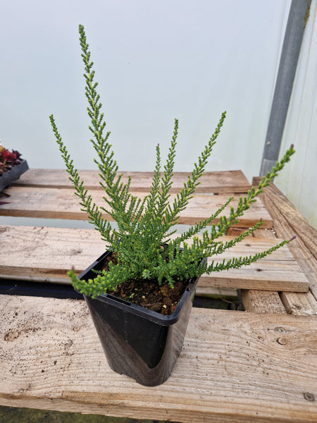 Fabiana imbricata violacea