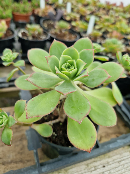 Aeonium ciliatum