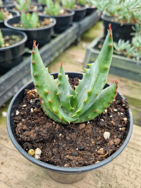 Aloe ferox