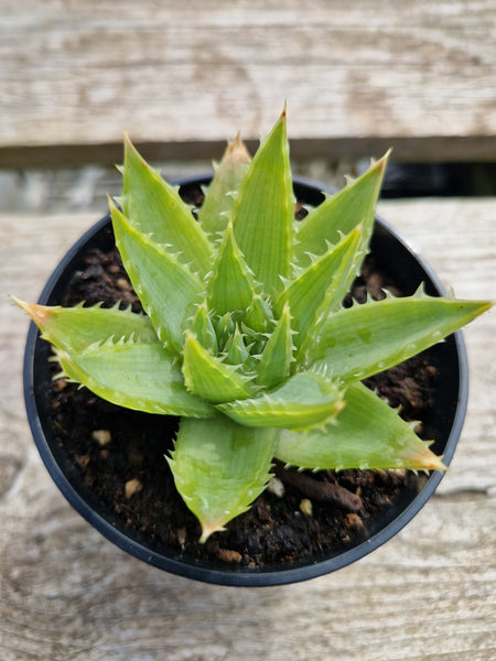 Aloe polyphylla 'The Spiral Aloe'