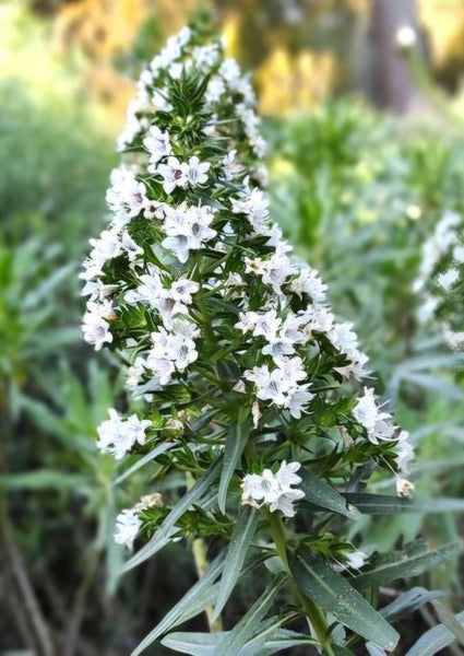 Echium decaisnei