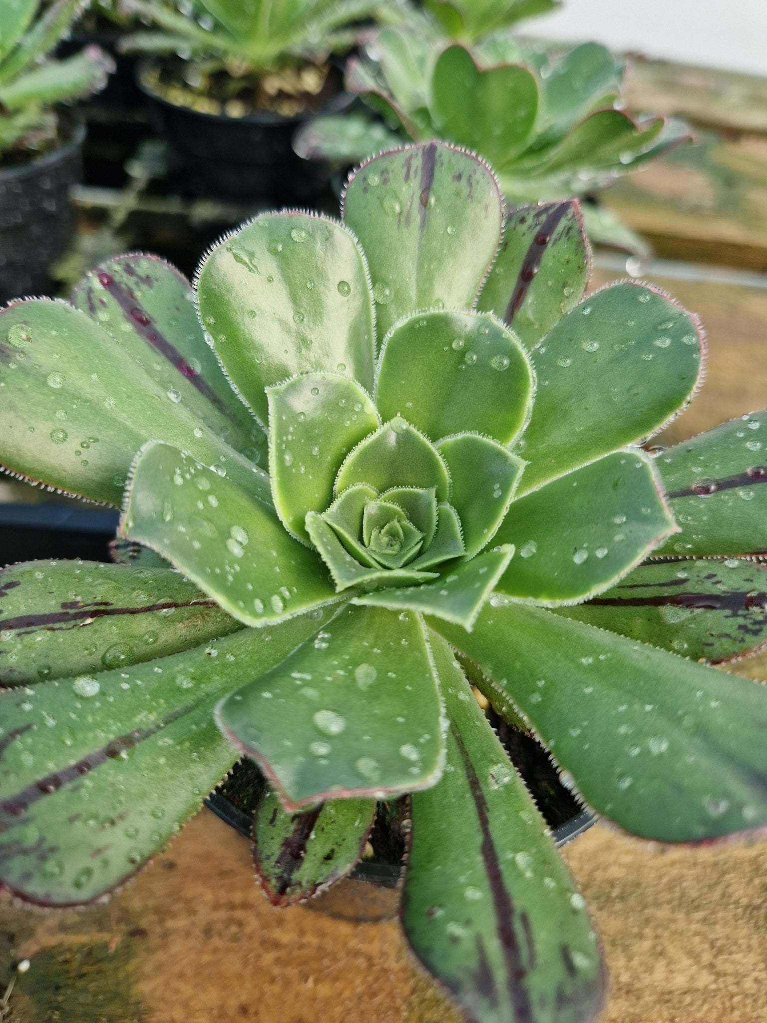 Aeonium urbicum var. meridionale