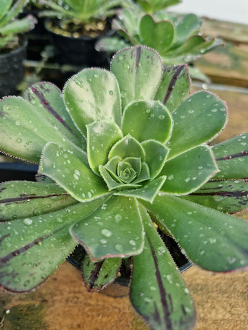 Aeonium urbicum var. meridionale