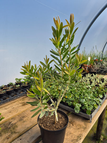 Leucadendron gandogeri