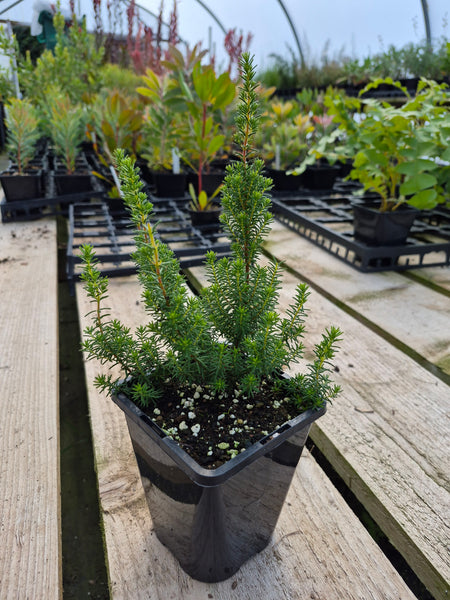 Erica glandulosa