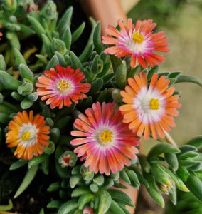 Delosperma cooperi 'Tutti Fruitti'