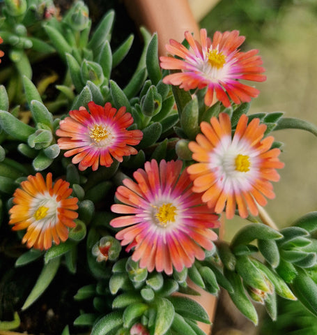 Delosperma cooperi 'Tutti Fruitti'