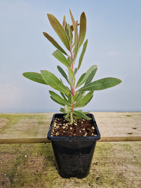 Protea lorifolia