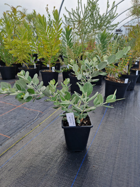 Metrosideros excelsa