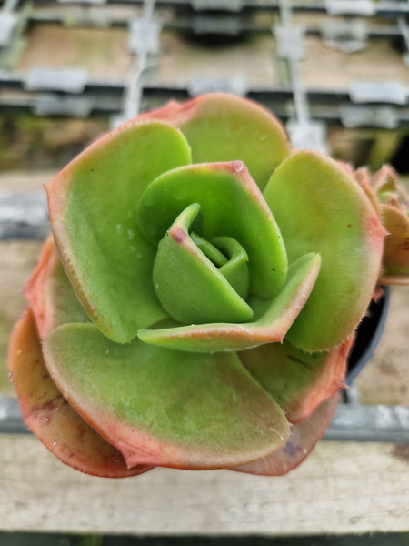 Aeonium nobile