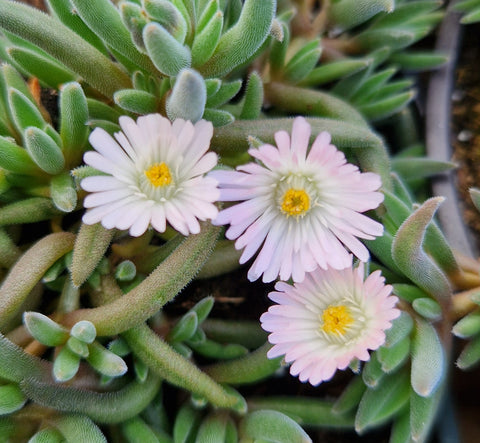 Delosperma cooperi 'Mother of Pearl'