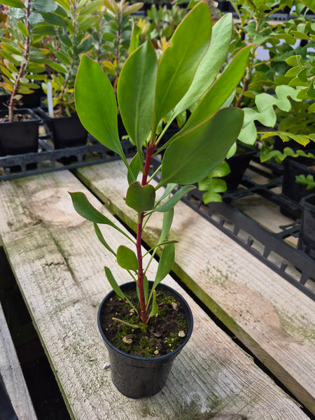 Protea cynaroides 'The King Protea'