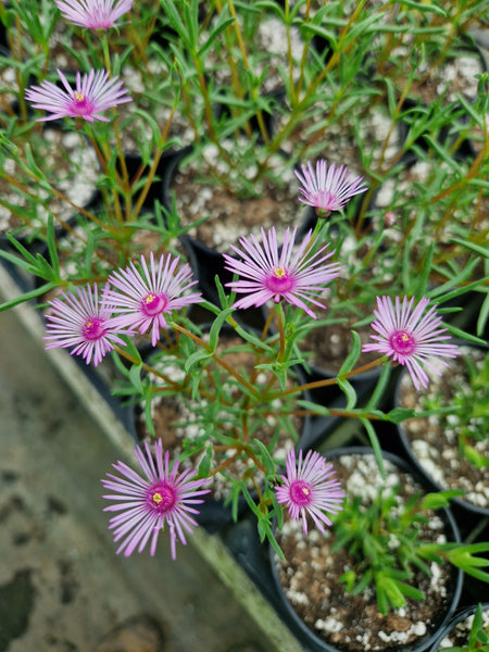 Drosanthemum lavisii