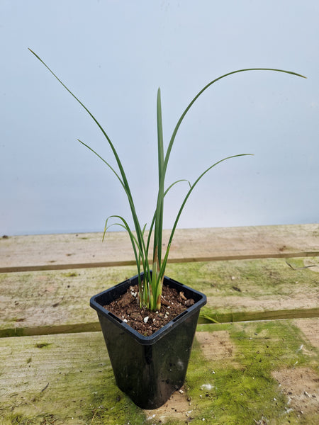 Moraea huttonii