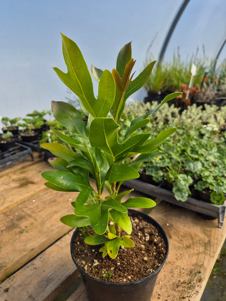Stenocarpus sinuatus