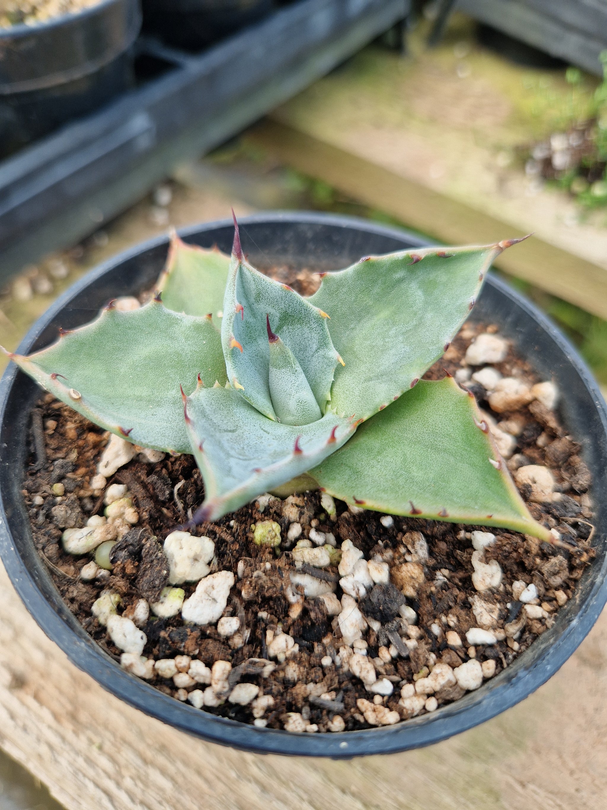 Agave ovatifolia – Penberth Plants