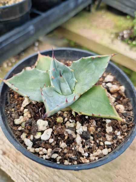 Agave ovatifolia