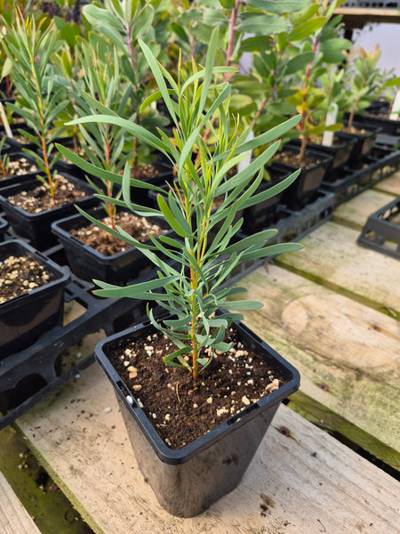 Protea repens