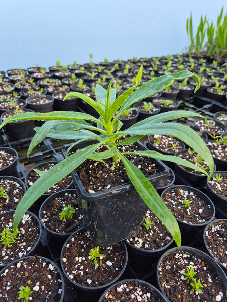 Echium decaisnei