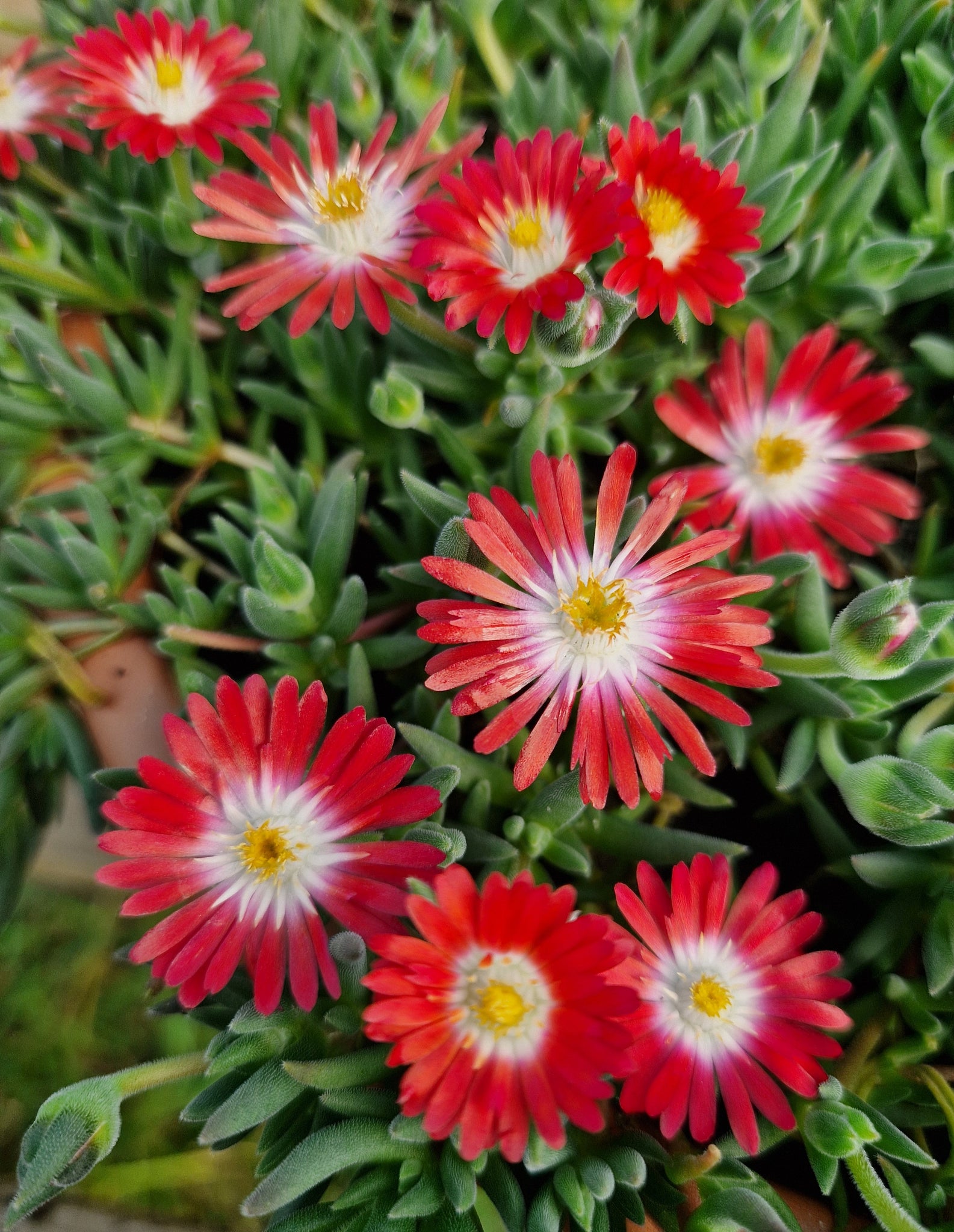 Delosperma cooperi 'Strawberries and Cream'