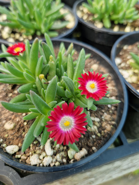Delosperma 'Shiraz'