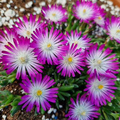 Delosperma cooperi 'Cassis'