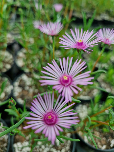 Drosanthemum lavisii