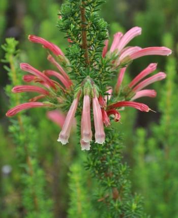 Erica glandulosa