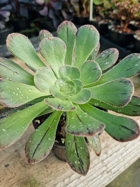 Aeonium arboreum var. holochrysum