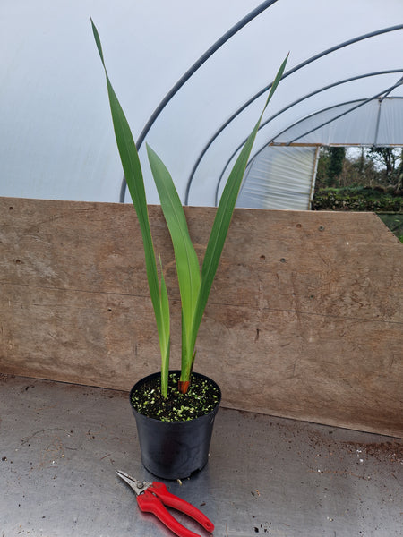Watsonia 'Curly Blooms'