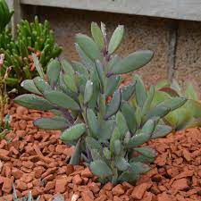 Senecio crassissimus