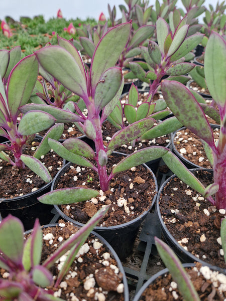 Senecio crassissimus