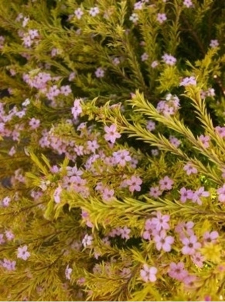 Coleonema pulchellum