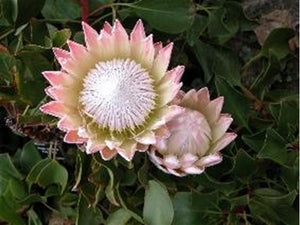 Protea cynaroides 'The King Protea'