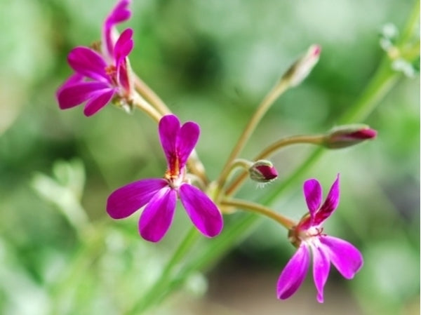 Pelargonium 'Deerwood lavender Lad'