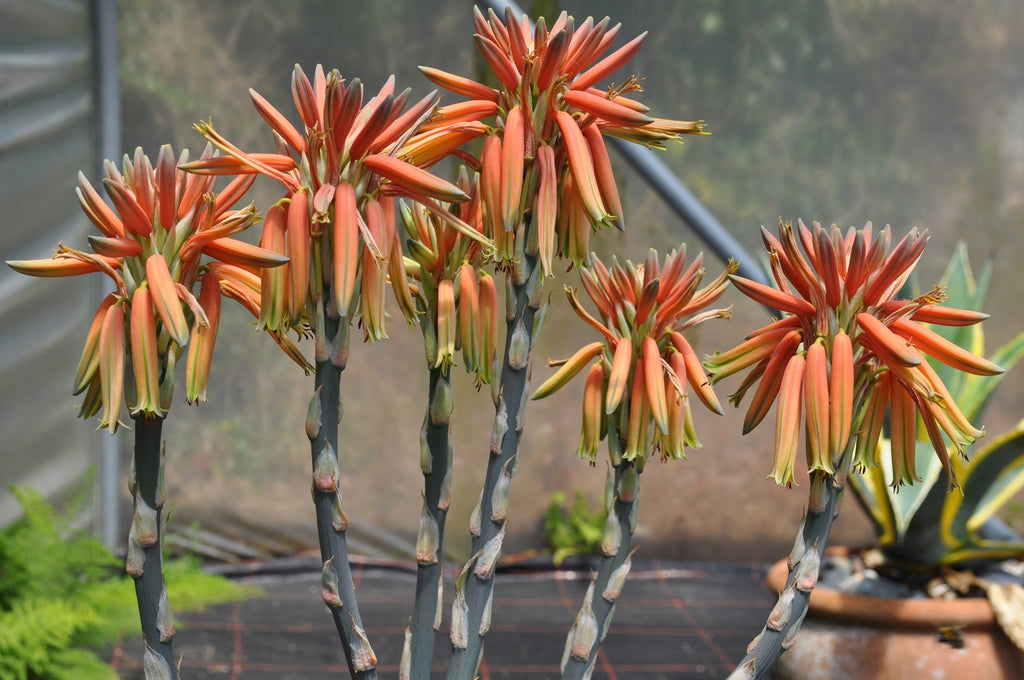 spiral aloe vera plant Aloe polyphylla 'The Spiral Aloe' – Penberth Plants