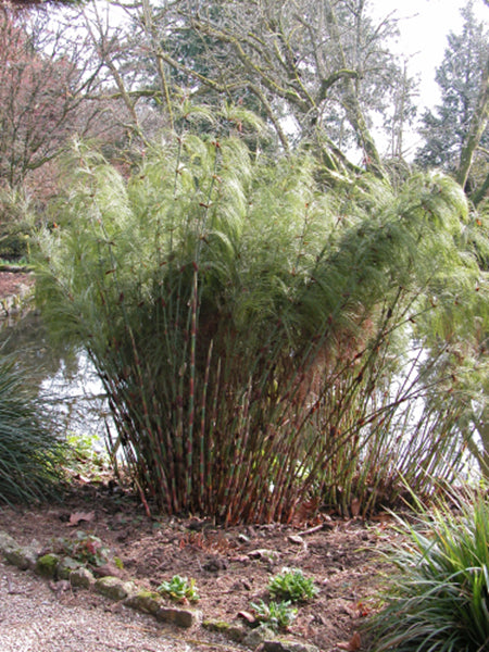 Elegia capensis