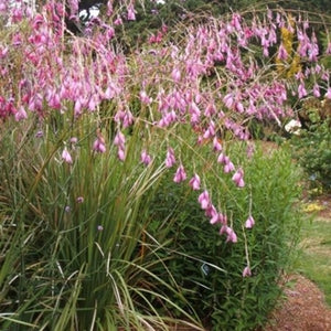 Dierama pulcherrimum