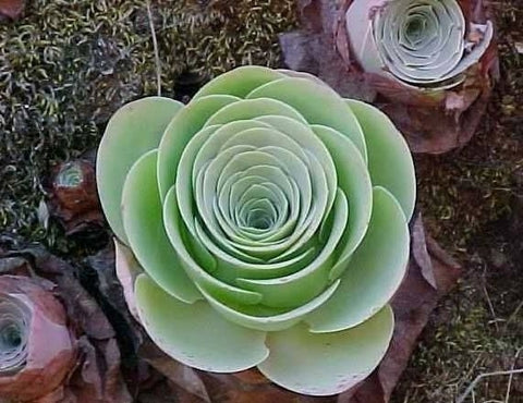 Aeonium diplocycla