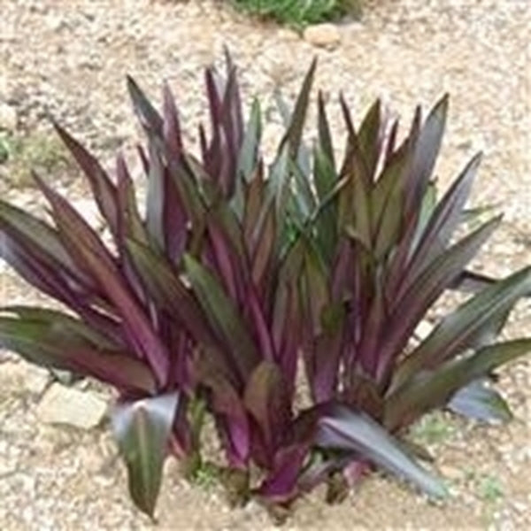 Eucomis Sparkling Burgundy