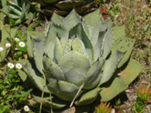 Agave parryi 'Giant Grantkids' 197 Agave parryi – Penberth