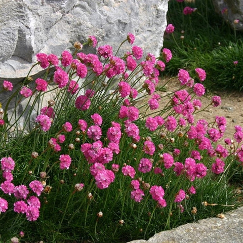 Armeria maritima 'Dusseldorf Pride'