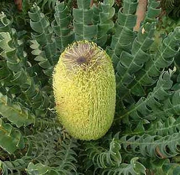 Banksia grandis