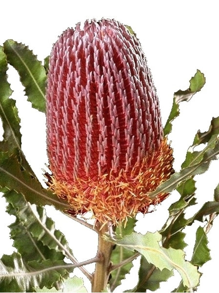 Banksia menziesii Dwarf form