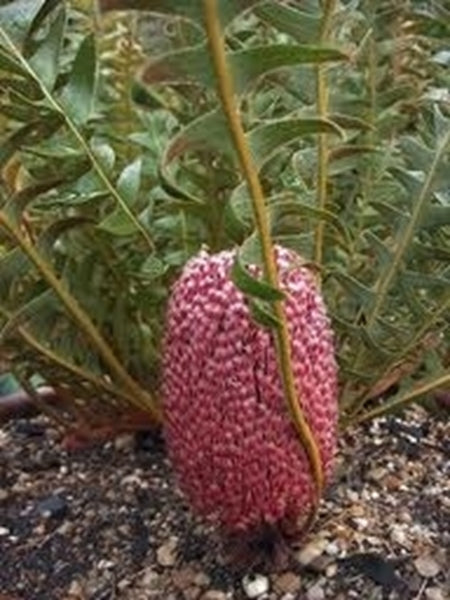 Banksia blechnifolia